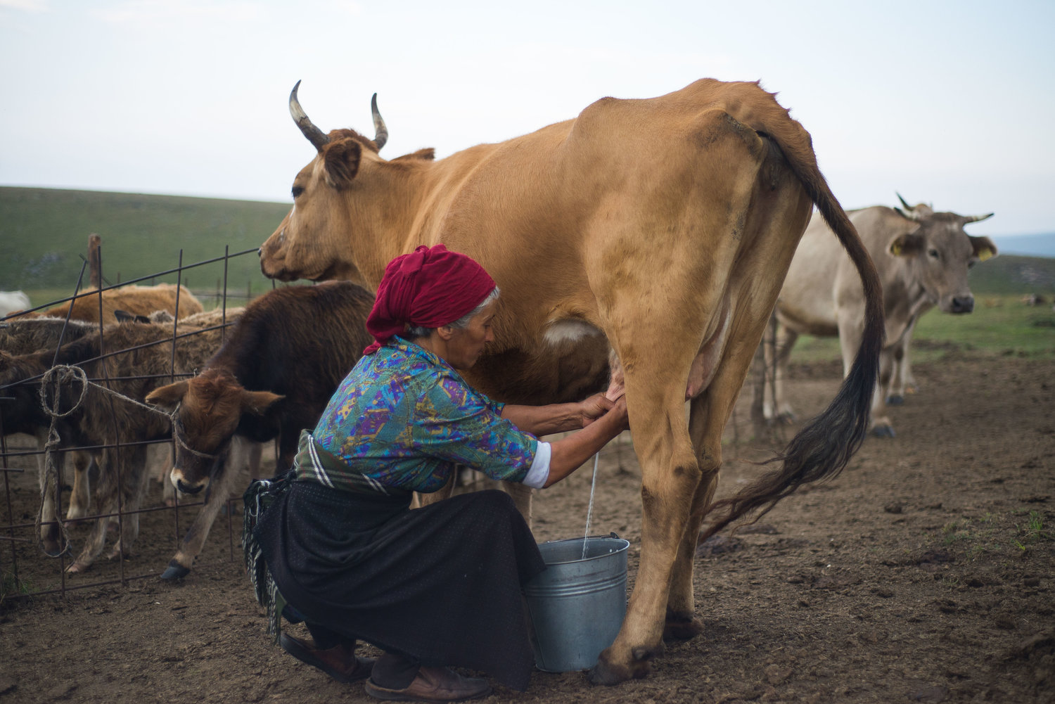 Pastori-in-Georgia-10