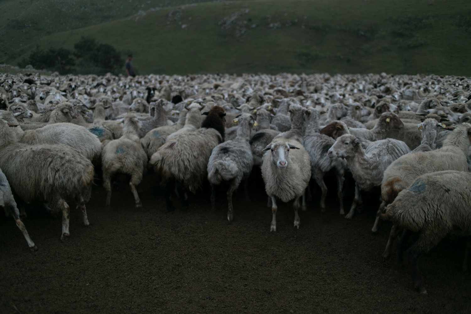 Pastori-in-Georgia-4