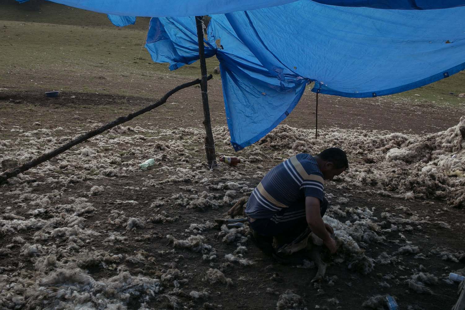 Pastori-in-Georgia-6