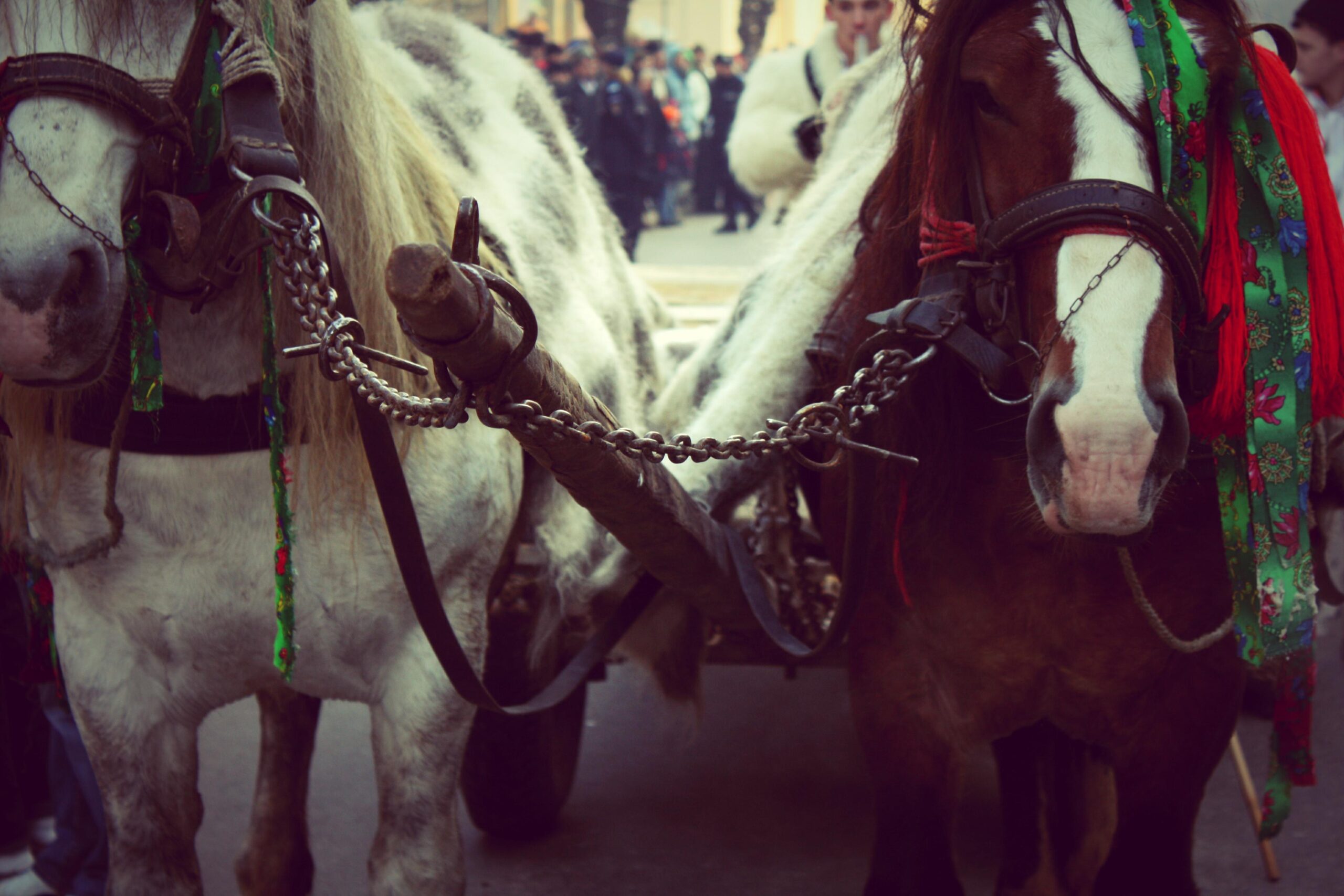 Sighet-il-festival-dell-inverno-34