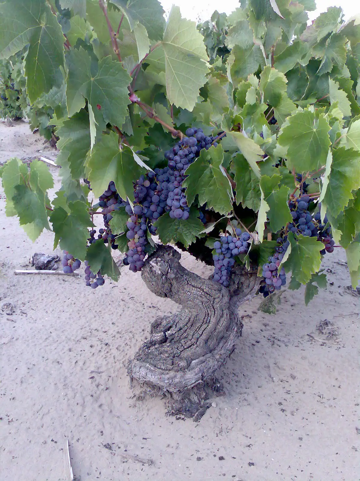 Kadarka grape variety - Photo O. Maurer
