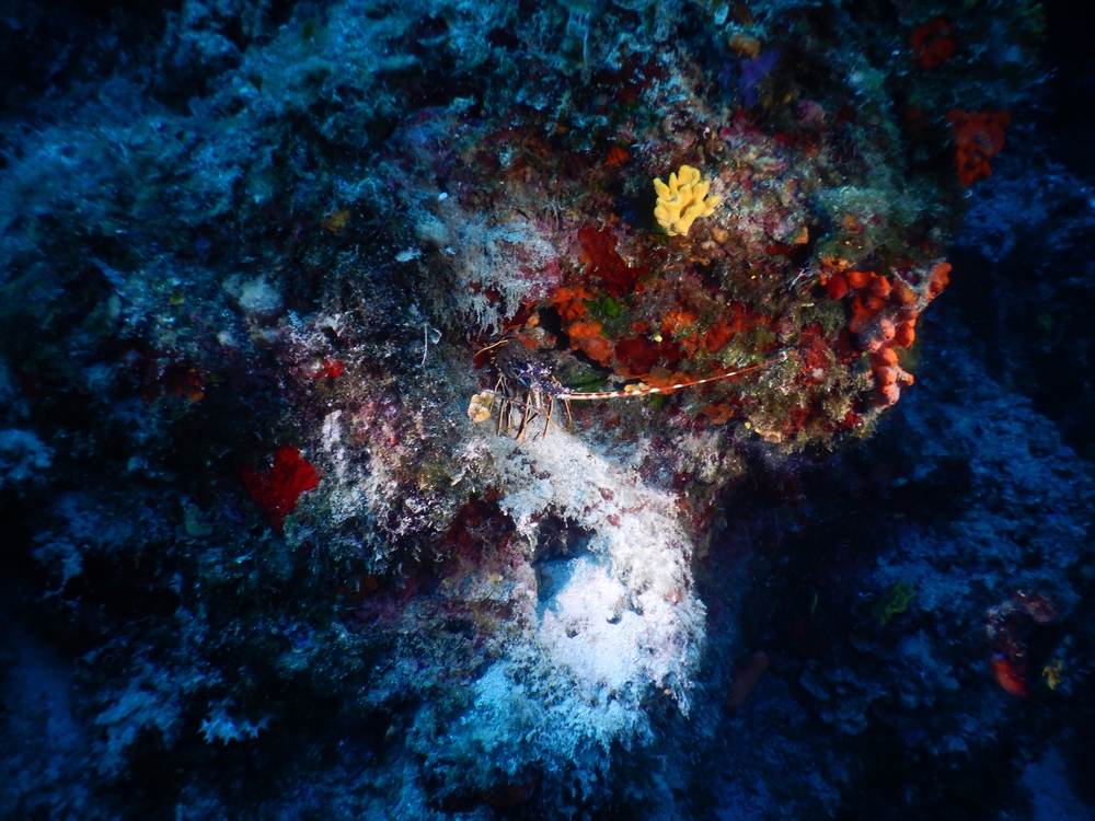 Condividere-conoscenze-per-salvaguardare-l-Adriatico-e-lo-Ionio