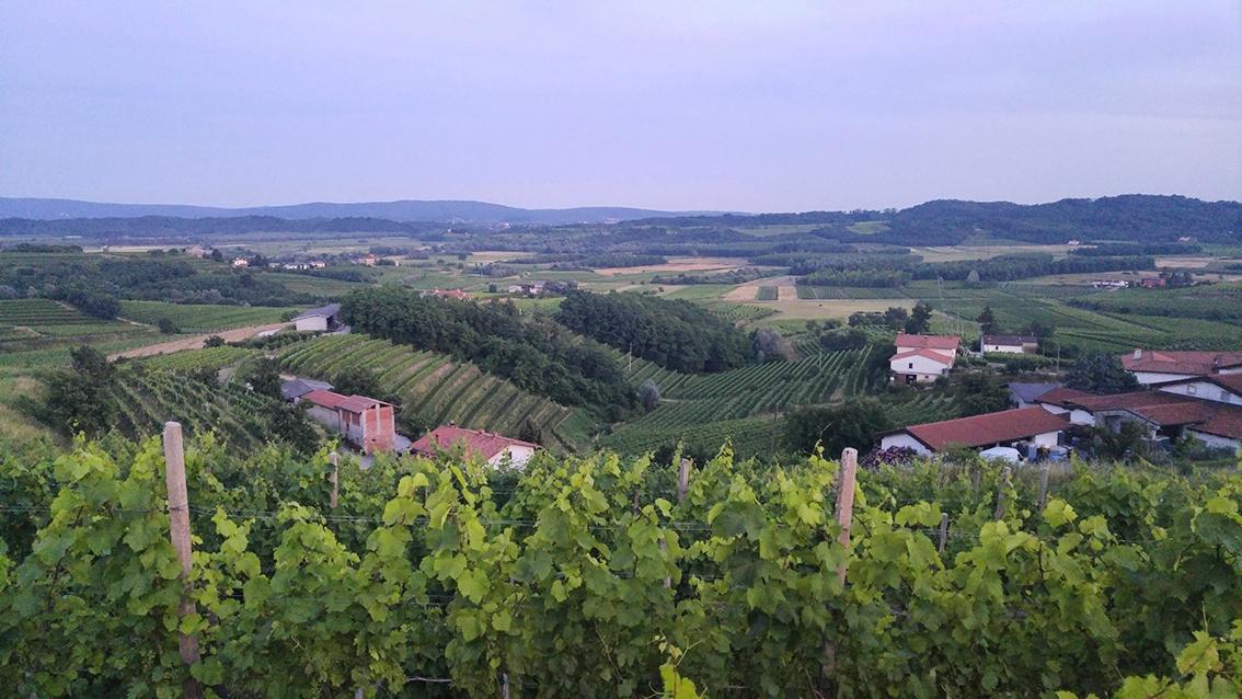 Italia-Slovenia-alleanza-tra-vigne-contro-la-crisi-climatica