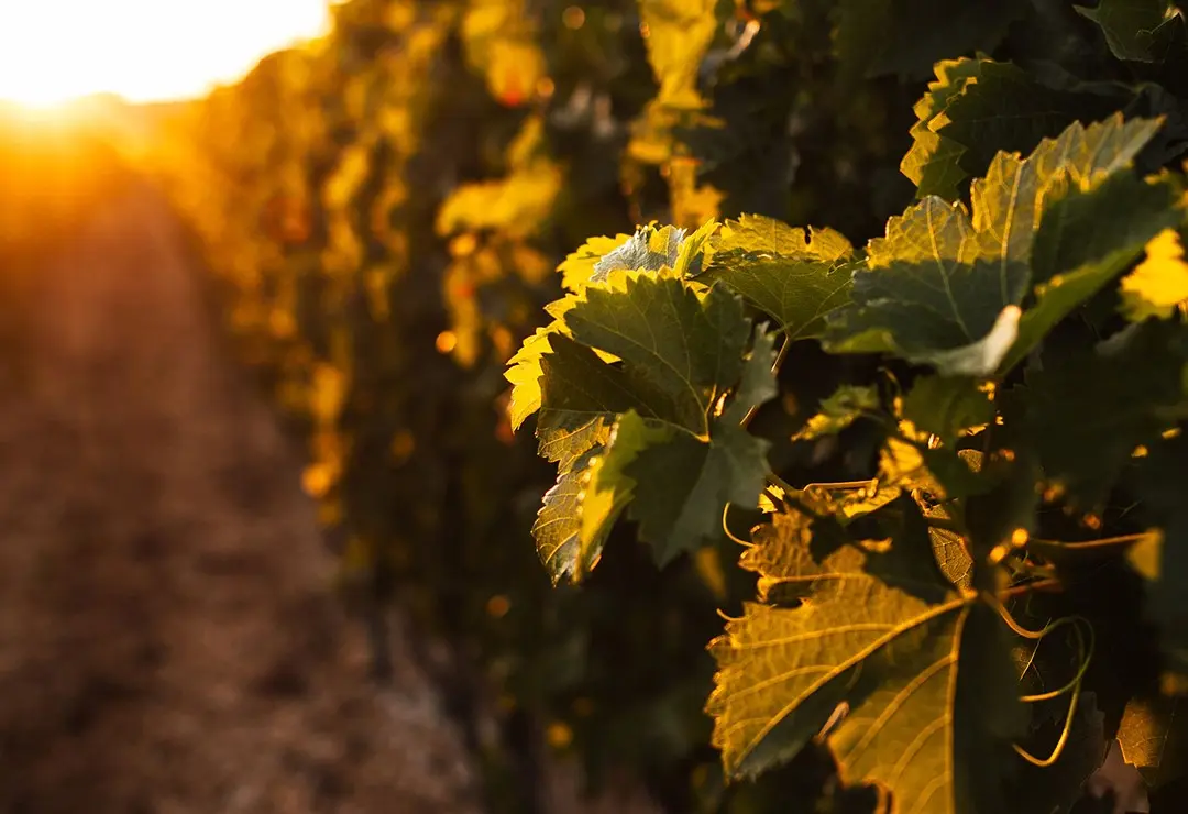 La-rinascita-del-vino-erzegovese