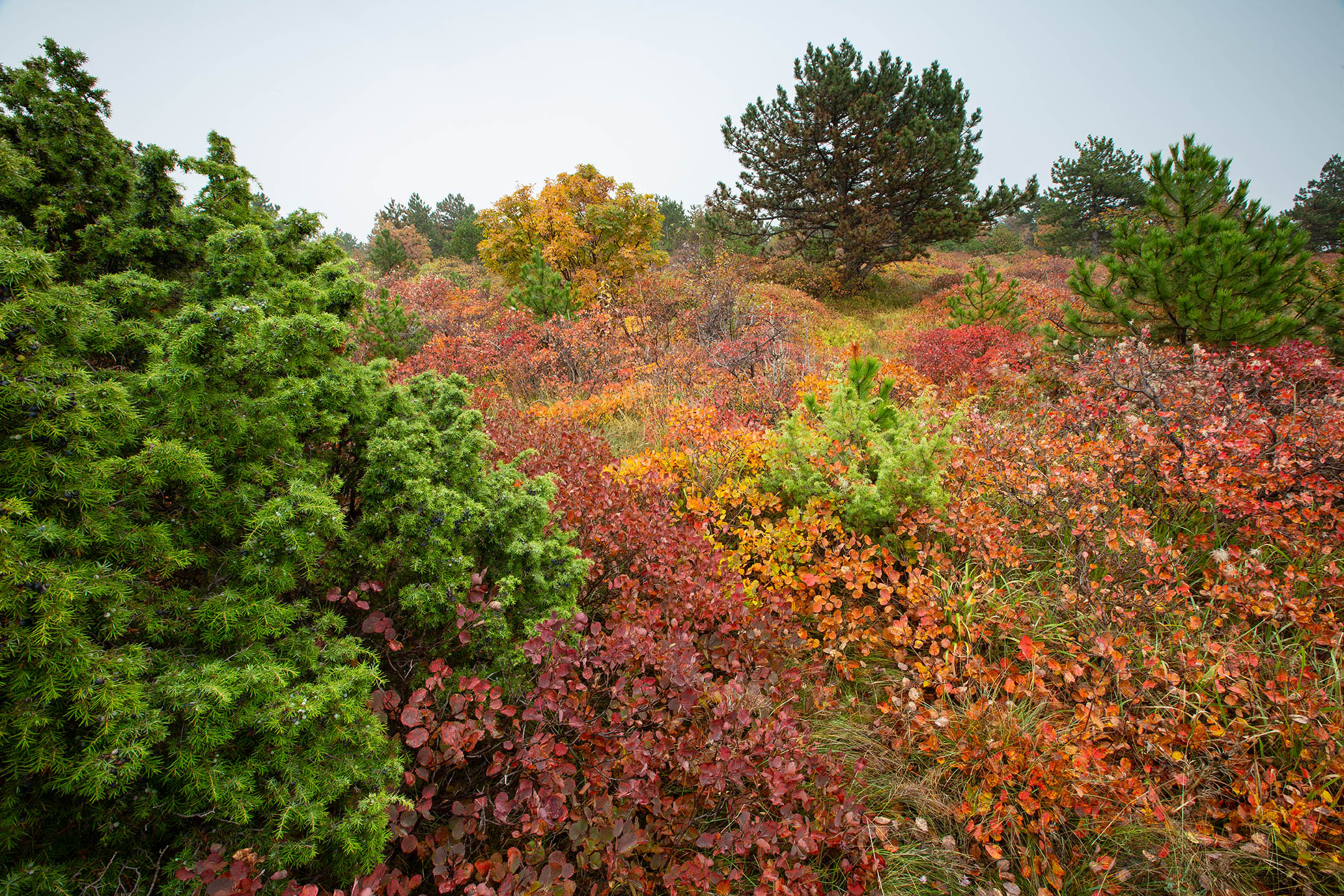 Landa carsica incespugliata, foto di Roberto Valenti Corpo forestale regionale FVG