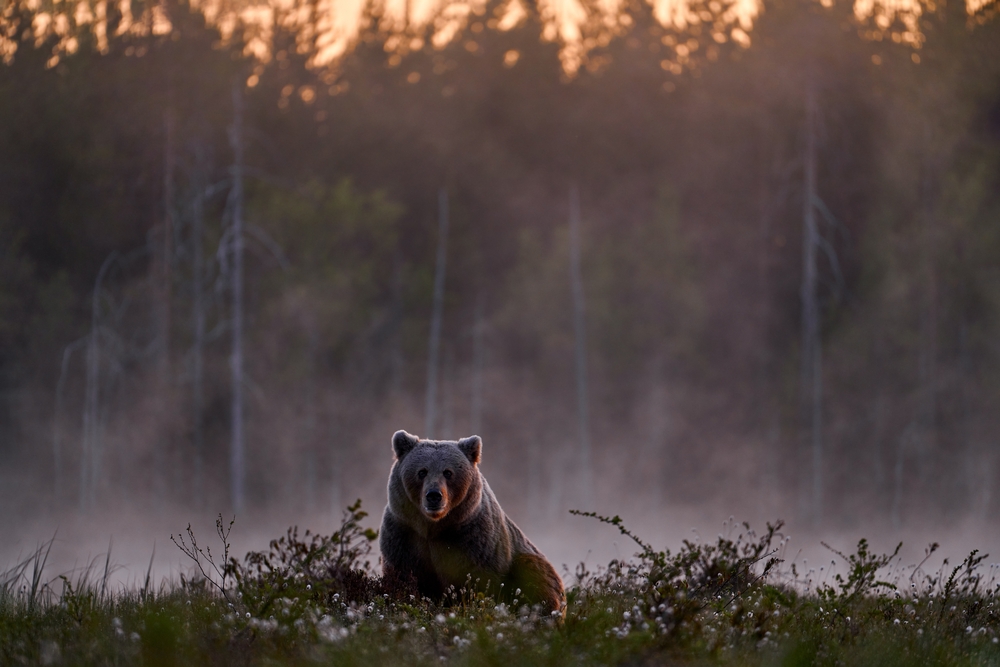 Bears-in-Romania-coexistence-becomes-complicated