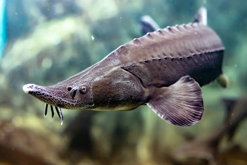 Danube delta: saving the sturgeon