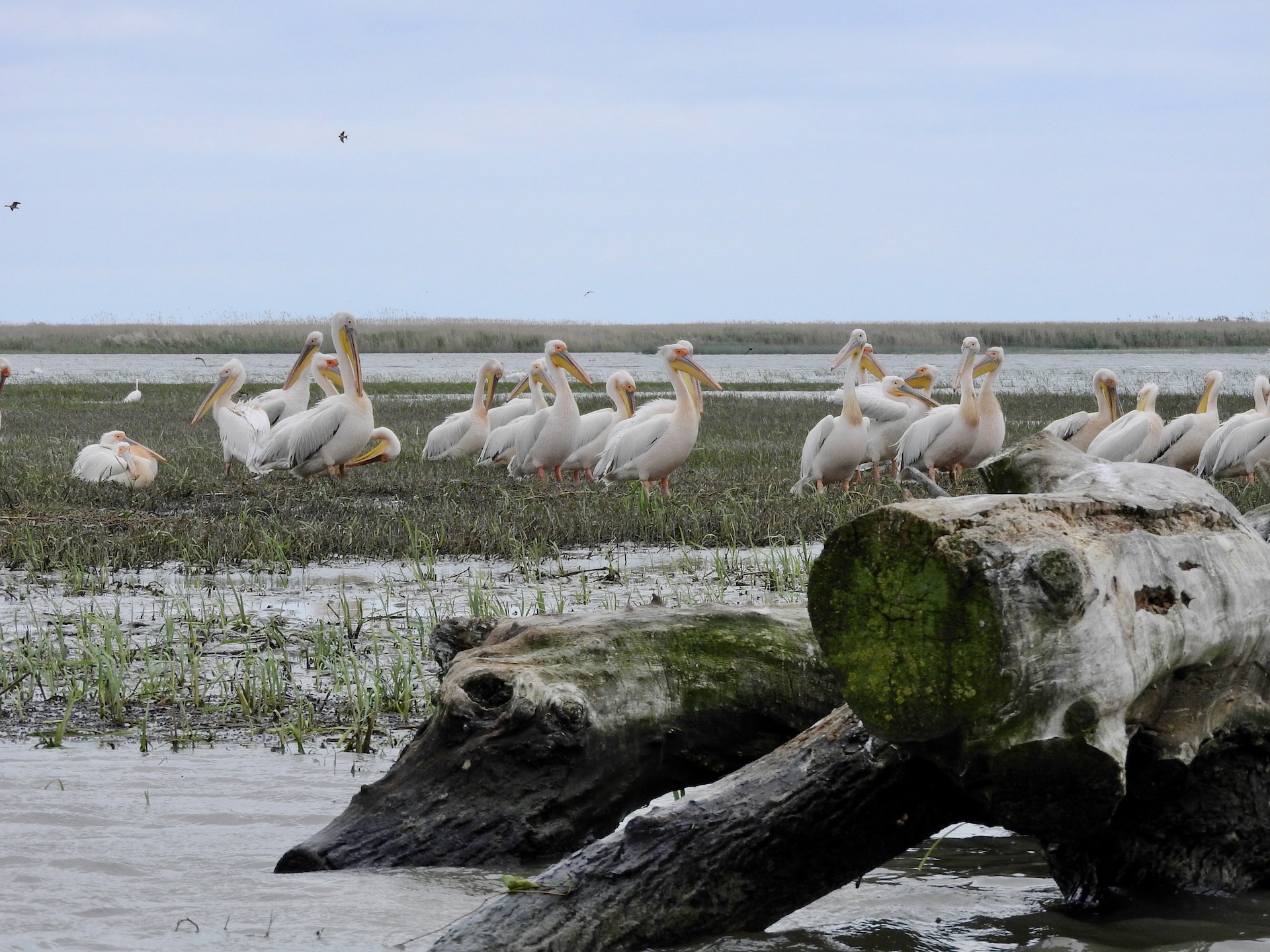 Pelicans in the coastal lagoon of Sacalin Pelicans in the coastal lagoon of Sacalin