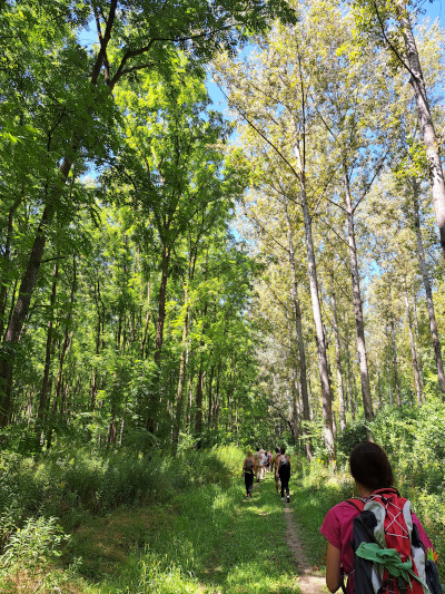 Foresta di Gemenc_Foto Ilaria C. Restifo
