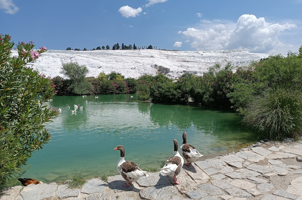 Laghetto creato dalle acque termali che hanno generato il bianco costone calcareo di Pamukkale - Foto F.Polacco