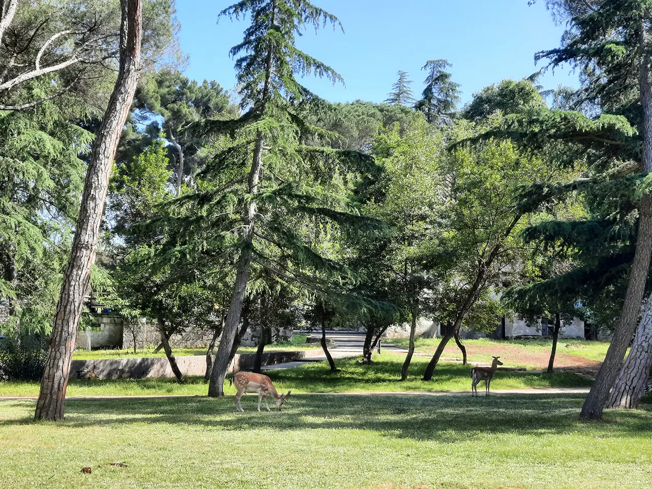 Brioni, Croazia - Foto G. Vale Brioni, Croazia - Foto G. Vale