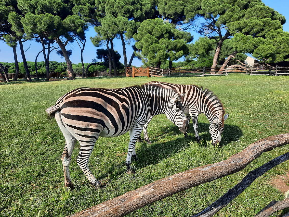 Brioni, Croazia - Foto G. Vale