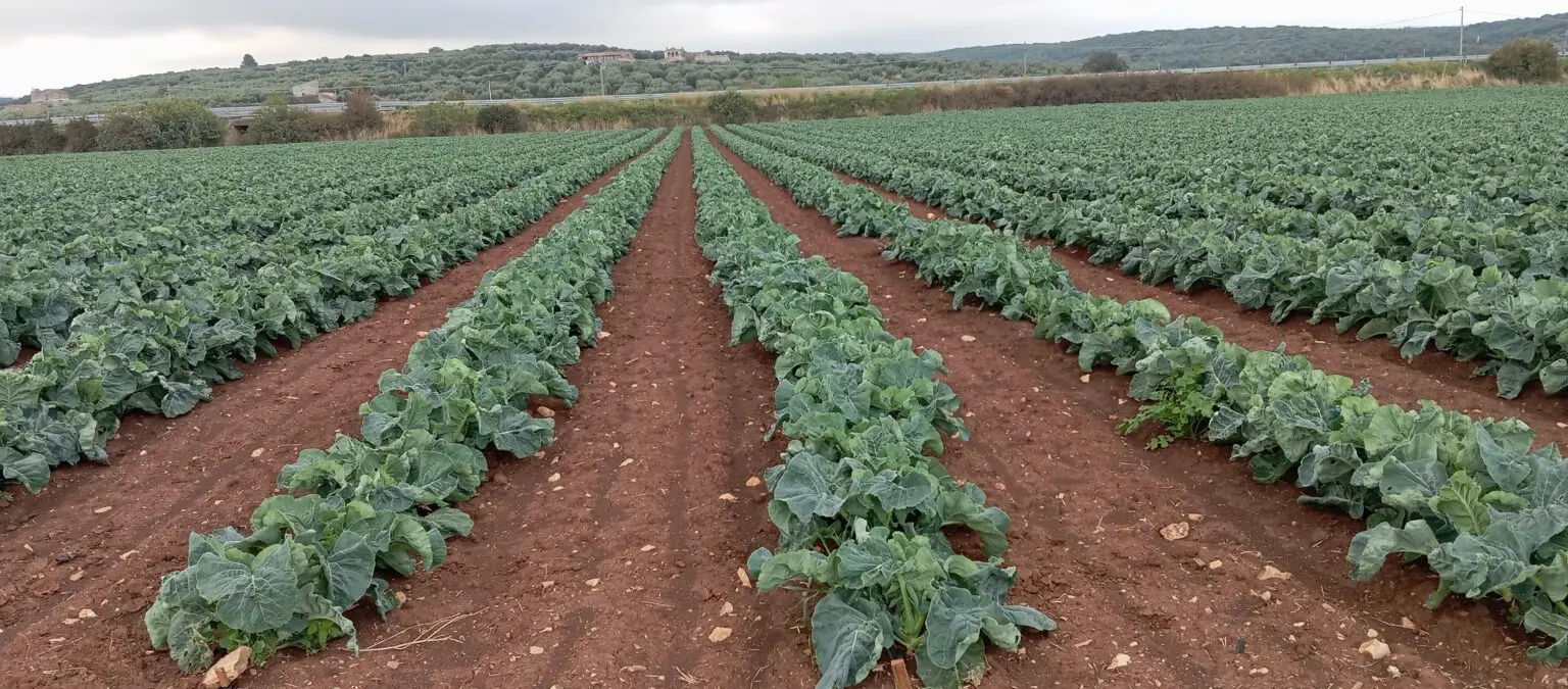 Sulla strada per Lesina © Fabio Fiori