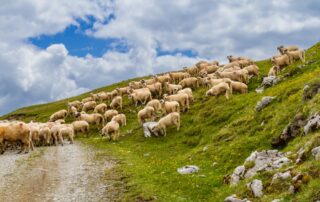 Gregge di pecore © Krysek/Shutterstock