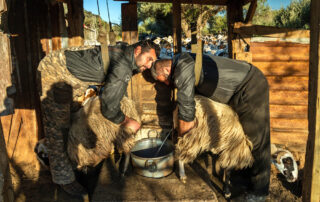 Allevatori mungono pecore