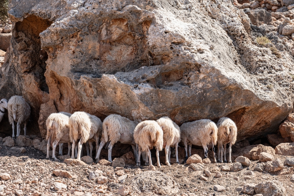 Pecore riparate all'ombra di una roccia