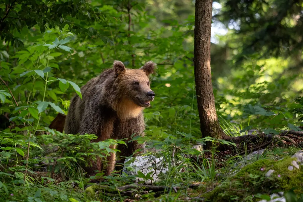 Orso bruno © David Havel/Shutterstock