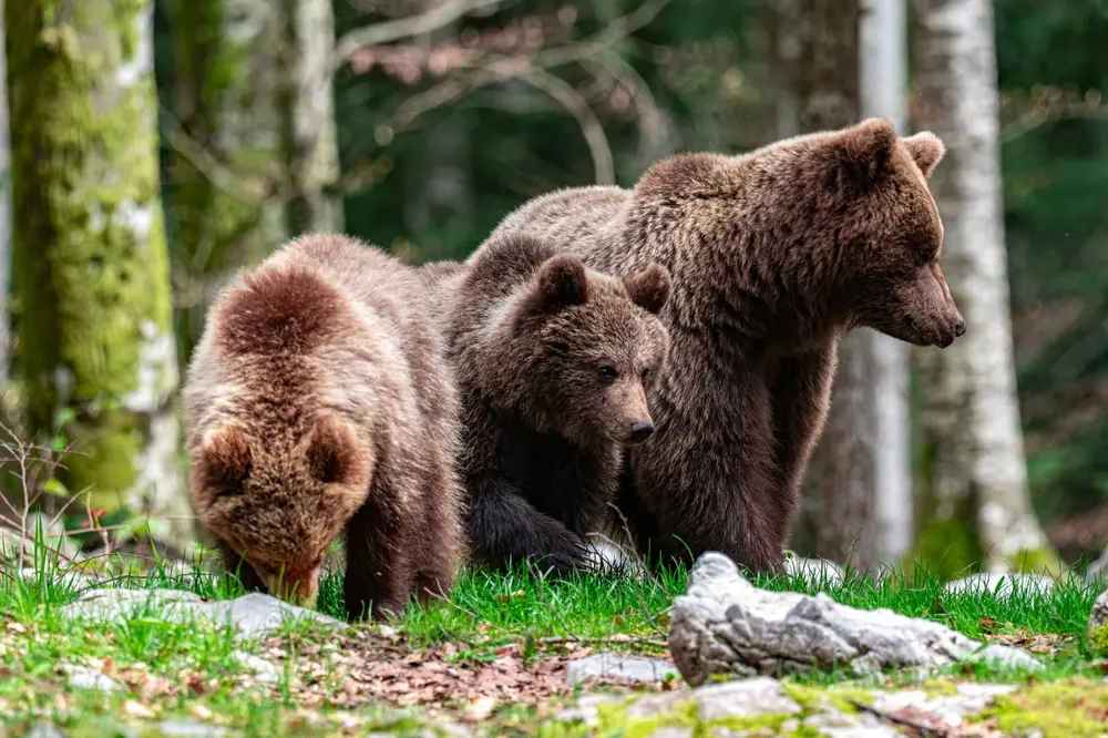 Famiglia di orsi © klemen1972/Shutterstock