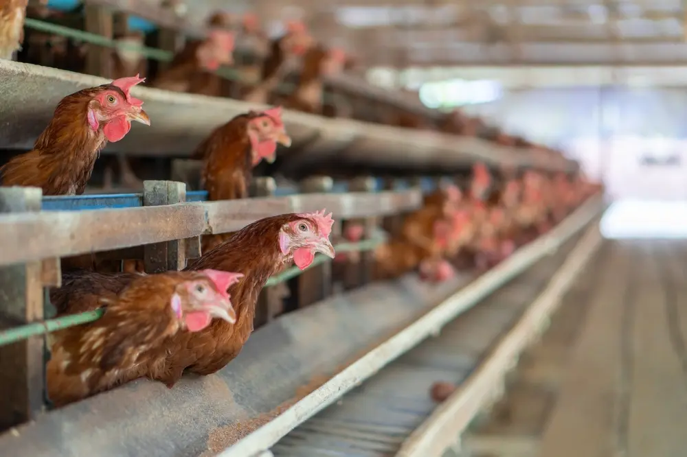 Un allevamento di polli © TANX / Shutterstock