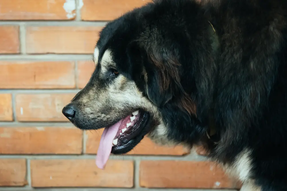 Esemplare di Karaman © Bogdan Nicovski/Shutterstock