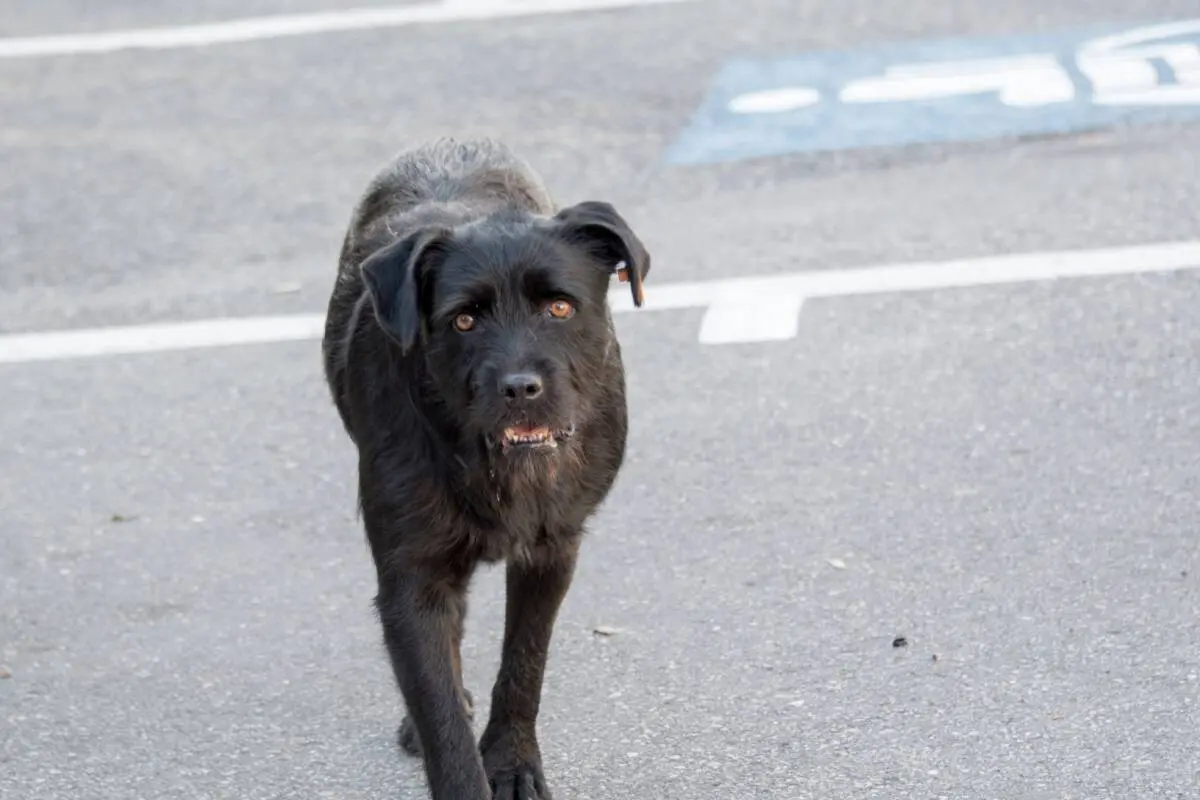 Cane randagio, Dobrita, Romania © dita dumitru/Shutterstock