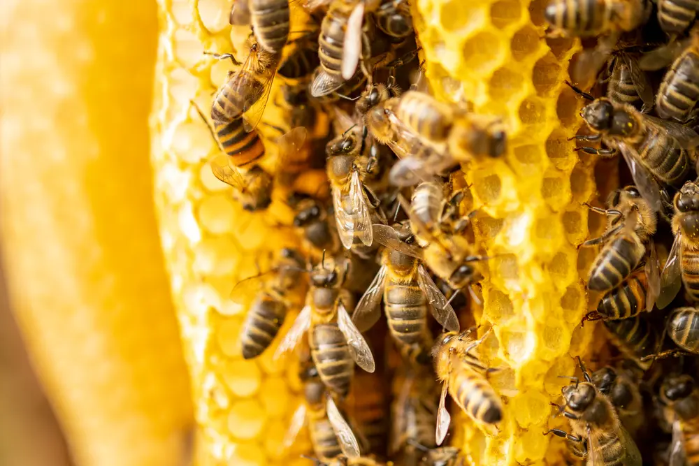 Apis Mellifera Carnica © Maarten Zeehandelaar/Shutterstock