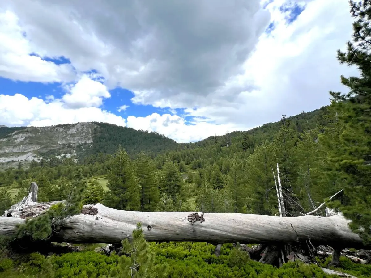 The Zeletin primary forest in Montenegro. Photo: Marta Abbà