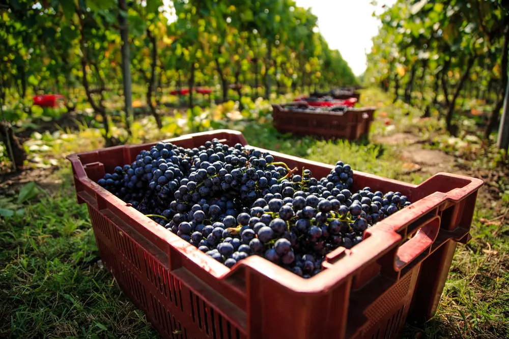 Harvest in Palic, Serbia - ©Damir Vujkovic/Shutterstock