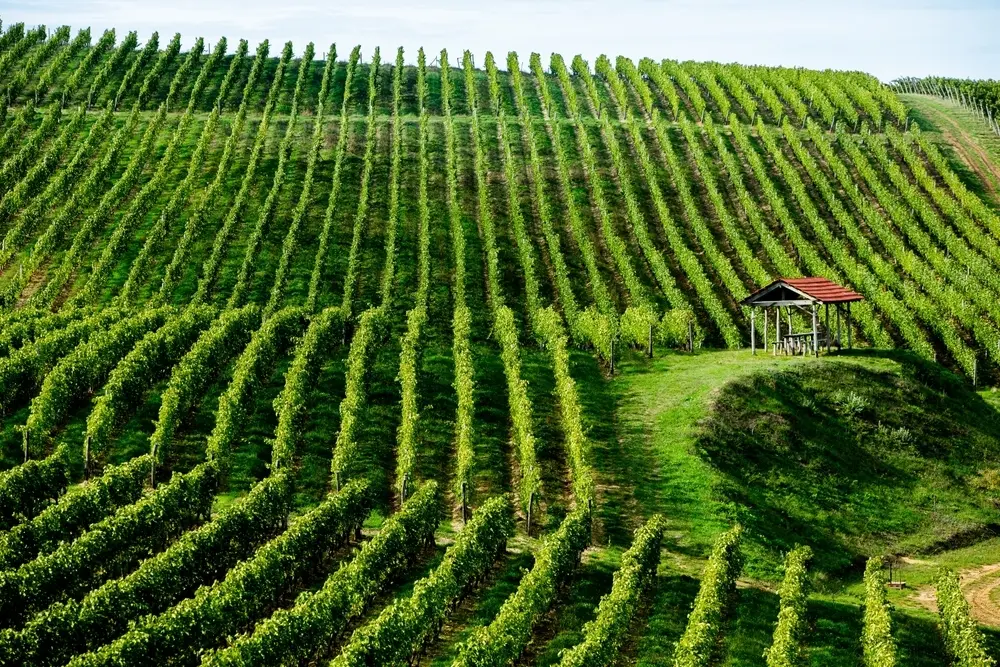 Vineyards in Moldova © Nomad Pixel/Shutterstock