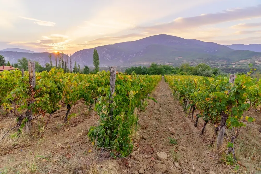 Vineyards near Demir Kapija, North Macedonia - ©RnDmS/Shutterstock