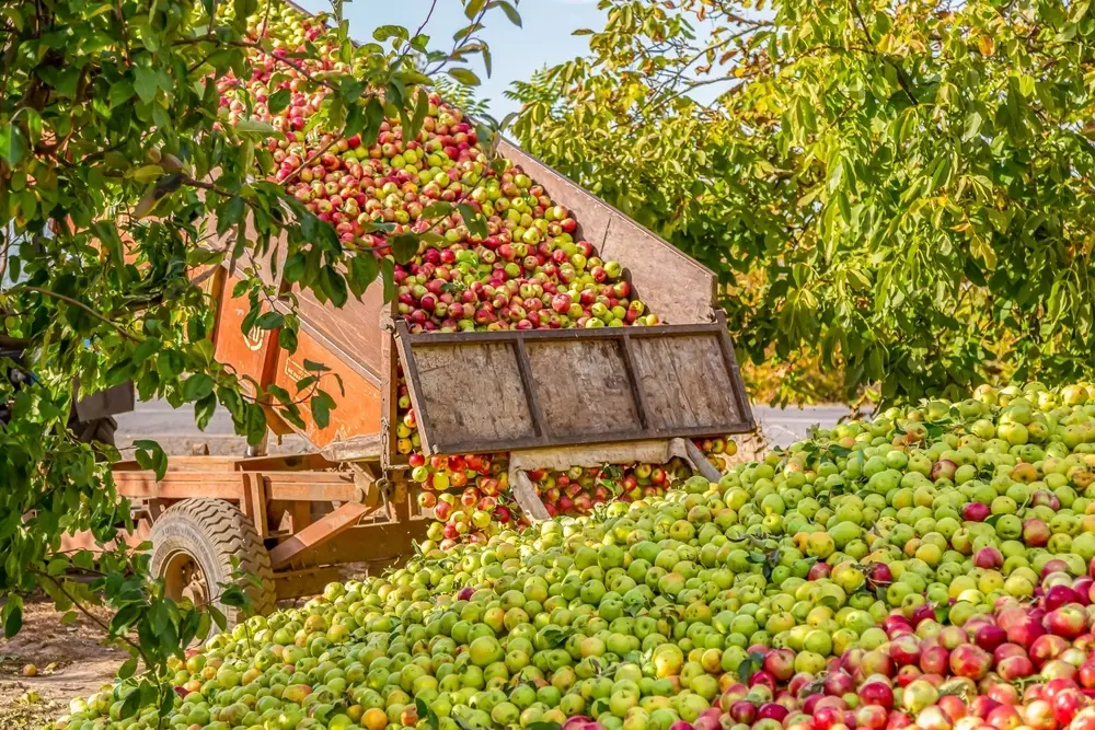 Apple harvest in Soroca, Moldova