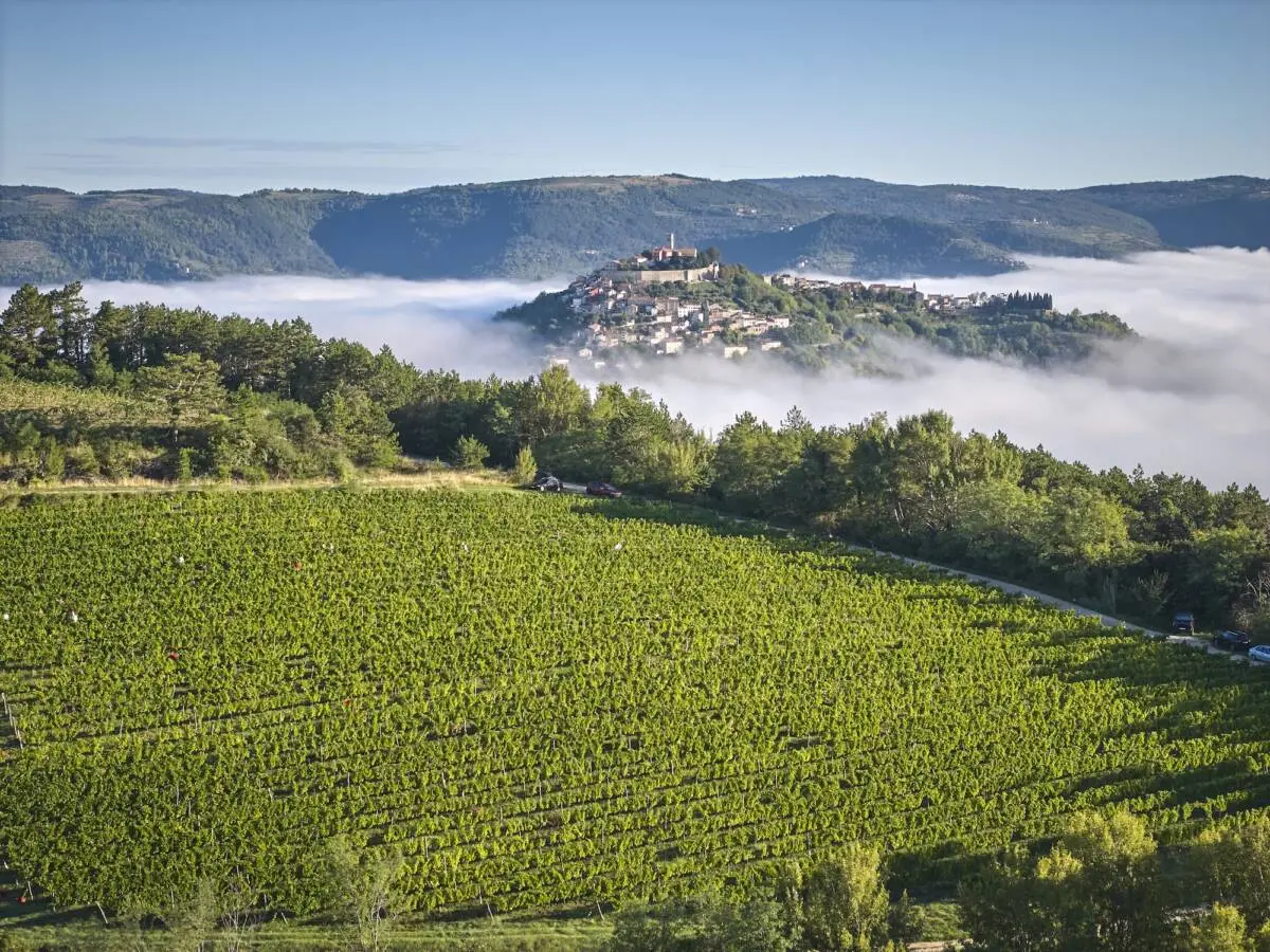 Vineyards around Motovun, Croatia ©Vinistra Vintners Association