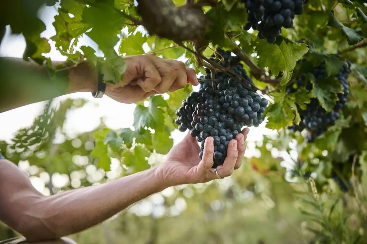 ©Vinistra Vintners Association