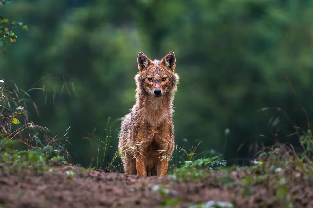 Sciacallo nella Deliblatska Peščara © Marko Dimic/shuttertsock